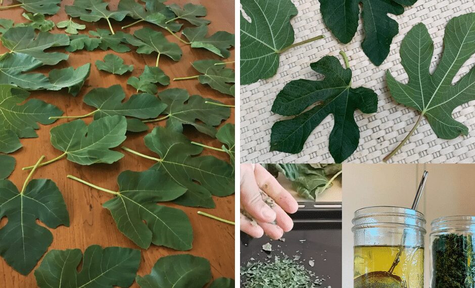 Everybody Loves Figs, but Most People Don’t Realize How Important Their Leaves Are