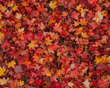 Autumn Leaves in the Garden: A Complete Guide to Turning Fall Foliage into Garden Gold Autumn Leaves in the Garden: A Complete Guide to Turning Fall Foliage into Garden Gold