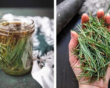 How to Make Pine Needle Oil: Boost Immunity and Clear the Lungs Naturally